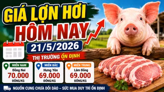Giá lợn hơi hôm nay 21/5/2026: Miền Nam giảm nhẹ, miền Bắc đi ngang