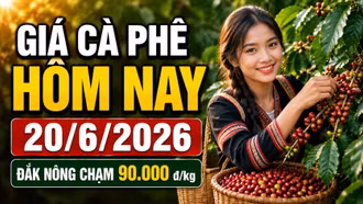 Giá cà phê hôm nay 20/6: Robusta tăng nhẹ, Arabica quay đầu giảm