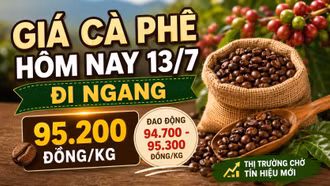 Giá cà phê hôm nay 13/7: Robusta và Arabica cùng đứng giá