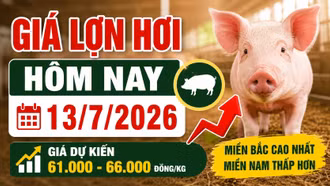 Giá lợn hơi hôm nay 13/7: Thị trường khó tăng mạnh