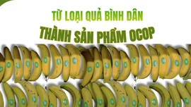 Từ loại quả bình dân thành sản phẩm OCOP