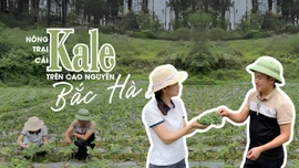 Thăm nông trại Kale trên "cao nguyên trắng"