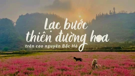 Lạc bước thiên đường hoa trên cao nguyên Bắc Hà