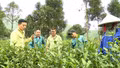 Hướng đi bền vững cho cây chè 