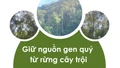 Giữ nguồn gen quý từ rừng cây trội