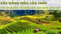 Sắc vàng mùa lúa chín – tài nguyên vô giá của du lịch Lào Cai