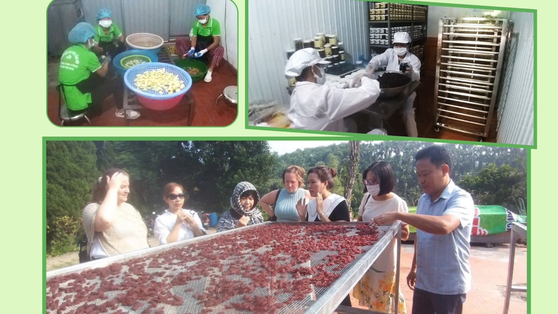 Lãnh đạo Liên minh HTX tỉnh và đoàn công tác của Bộ Các vấn đề toàn cầu Canada thăm quy trình chế biến quả sơn tra của HTX Đoàn Lương. du-an-srin-1550.jpg