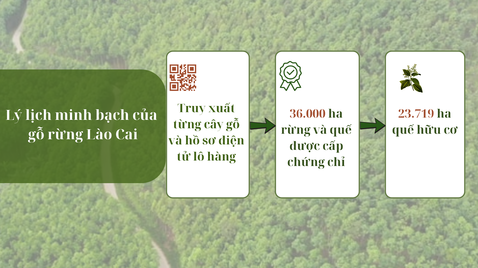 ly-lich-minh-bach-cua-go-rung-lao-cai.png