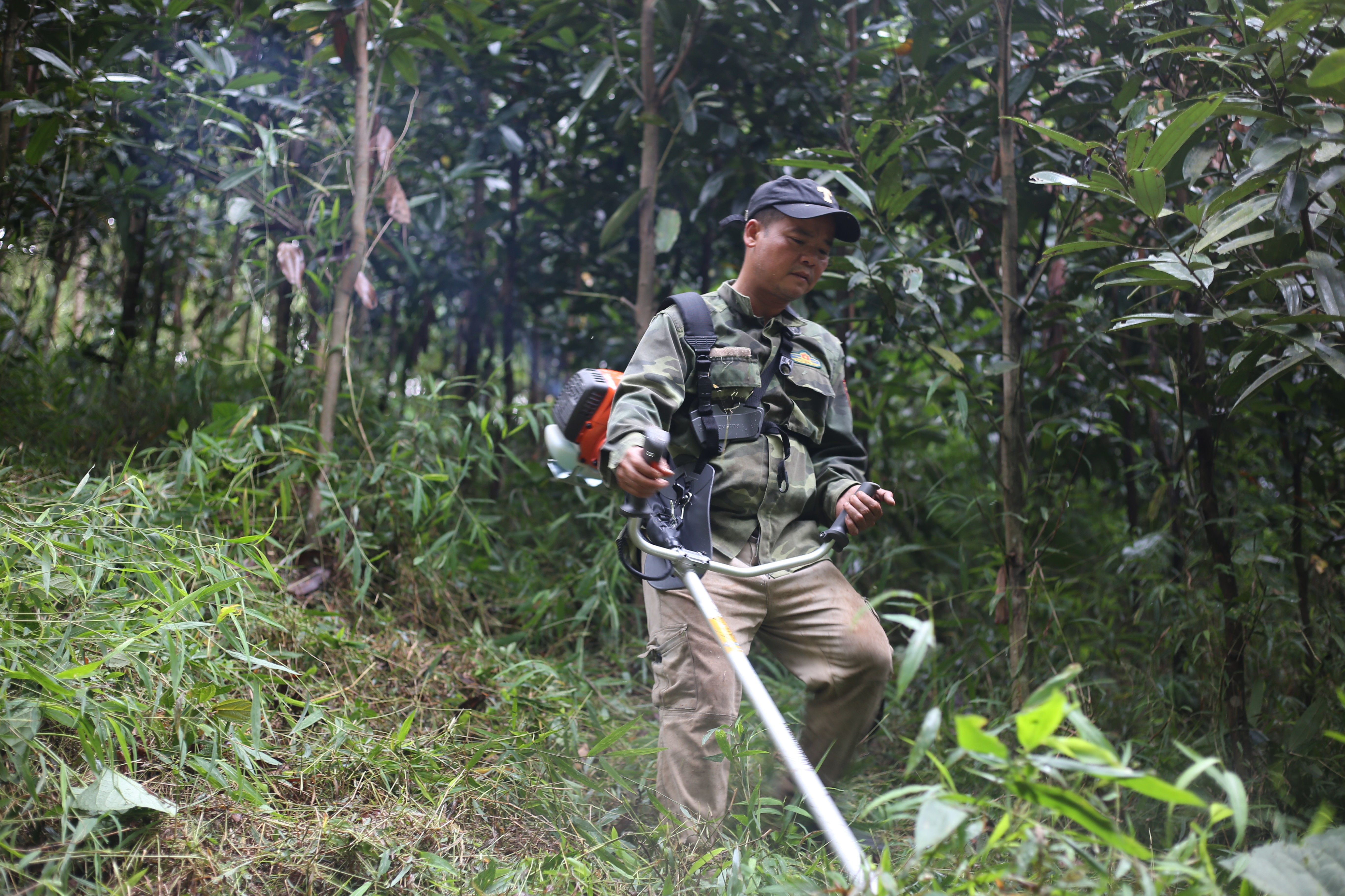 Người dân xã Yên Bình làm cỏ, chăm sóc quế.