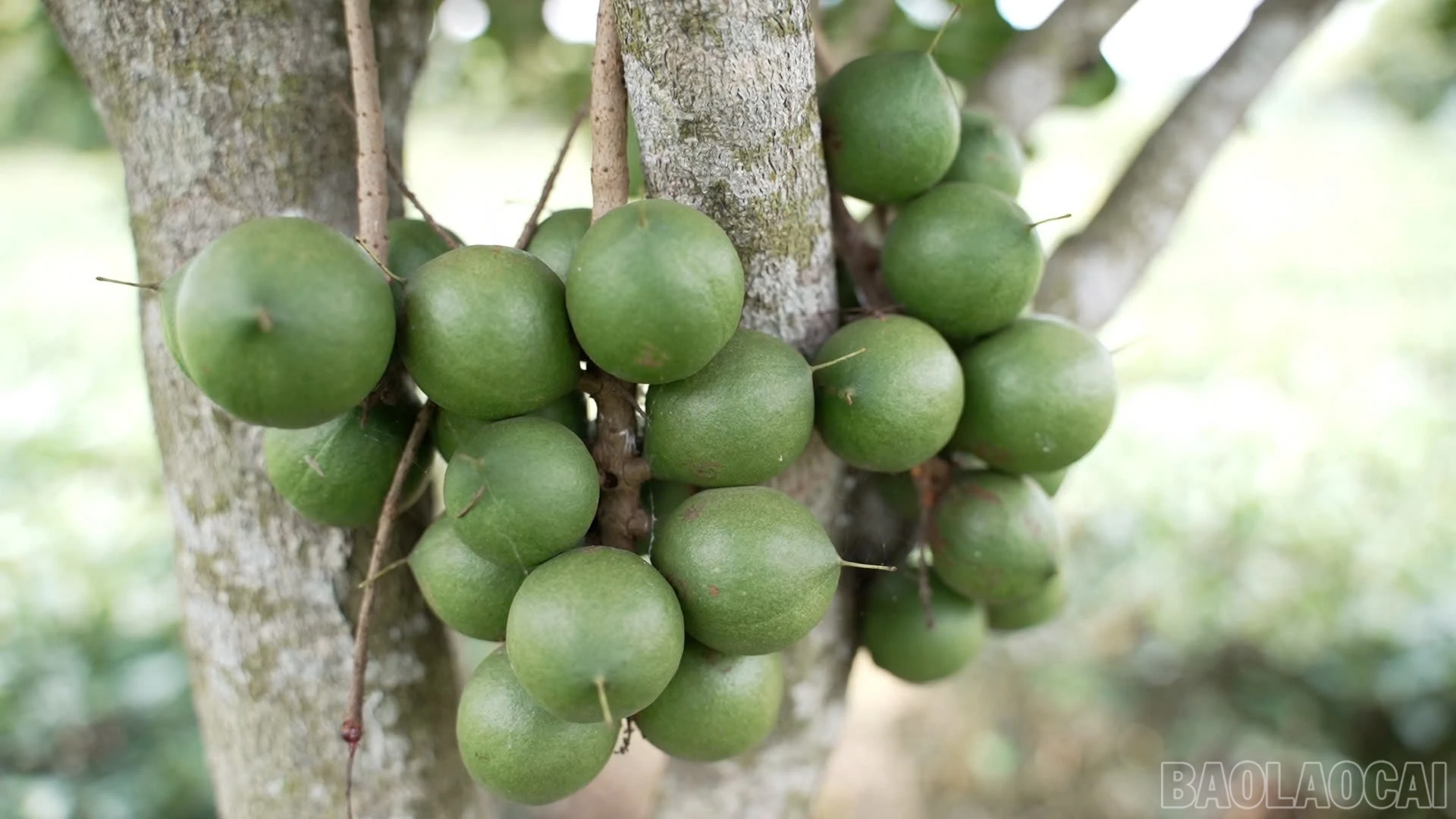 baolaocai-br_4.jpg