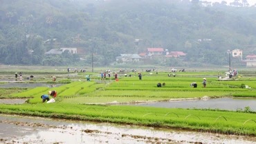 Đẩy nhanh tiến độ gieo cấy lúa xuân, phấn đấu hoàn thành trước ngày 15/3