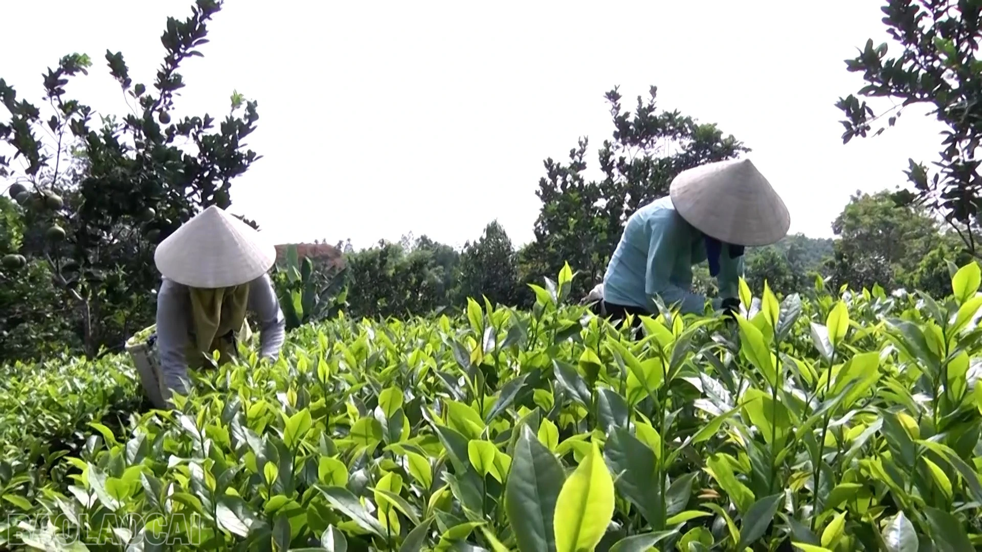 Người dân phường Âu Lâu áp dụng quy trình canh tác chè an toàn theo tiêu chuẩn VietGAP.
