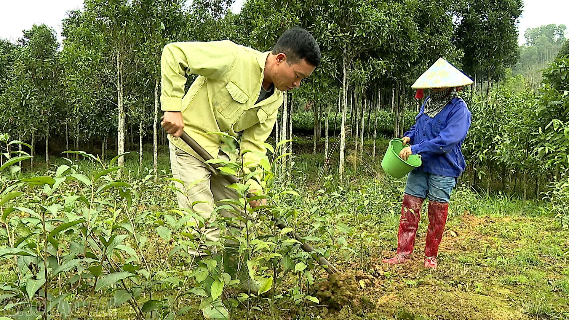 Người dân Khe Năm sử dụng phân hữu cơ trên diện tích chè trồng mới.