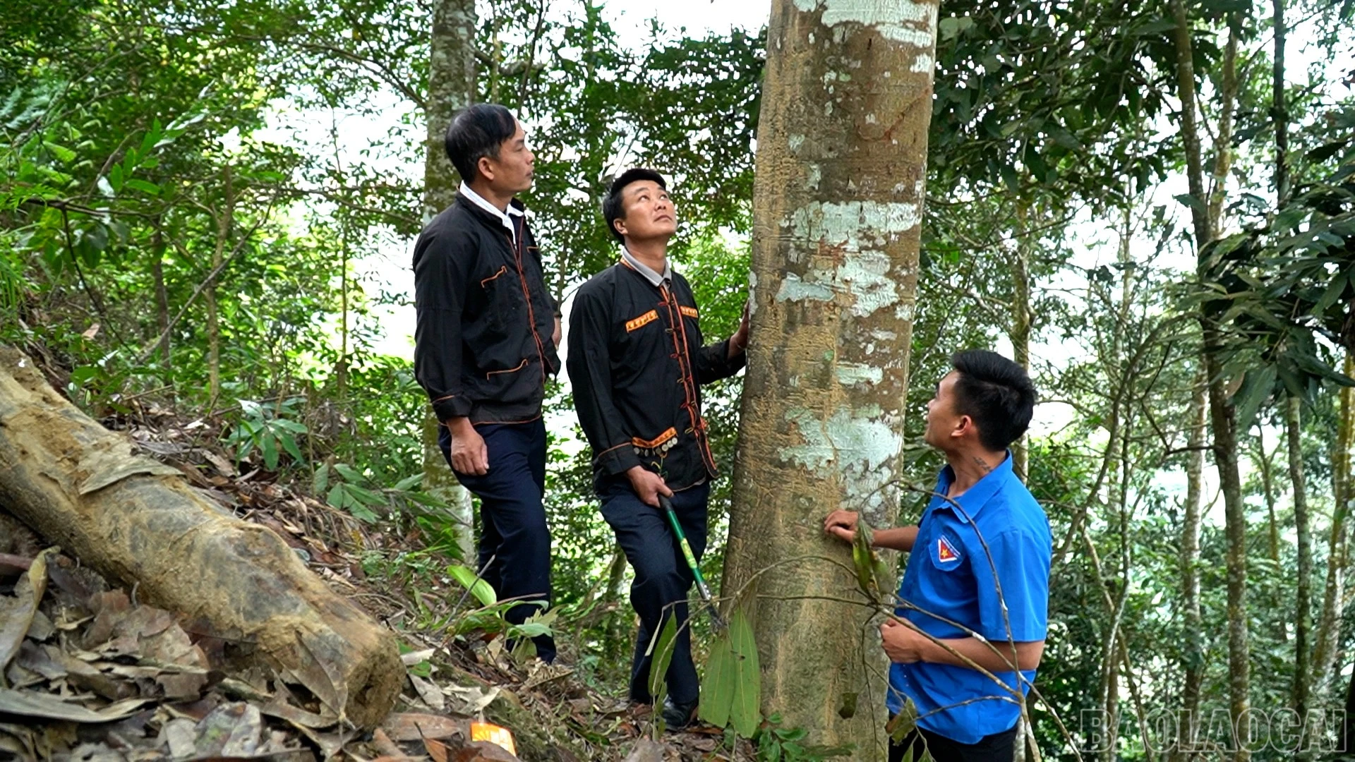 baolaocai-br_anh-5.jpg