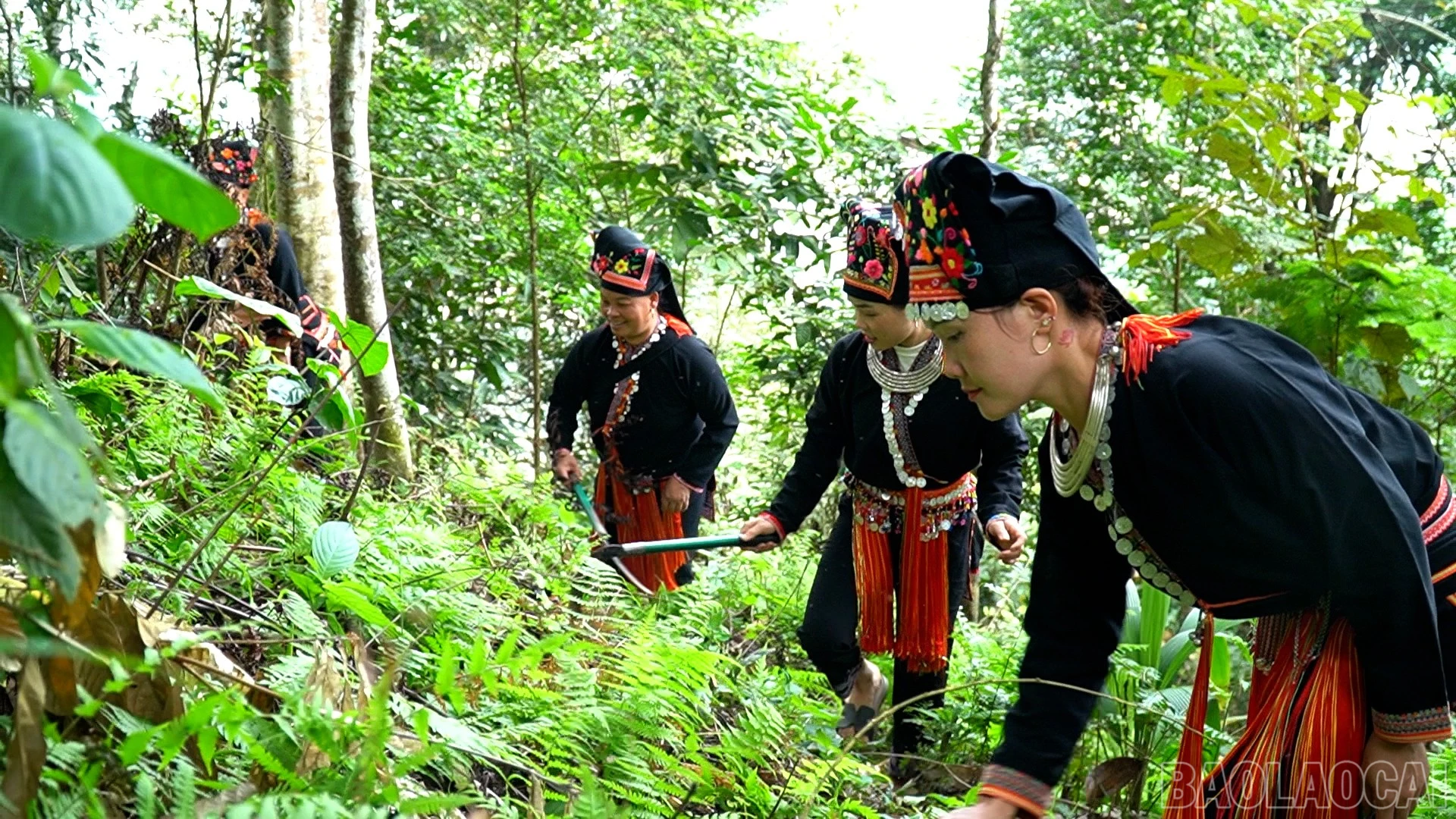 baolaocai-br_anh-2.jpg