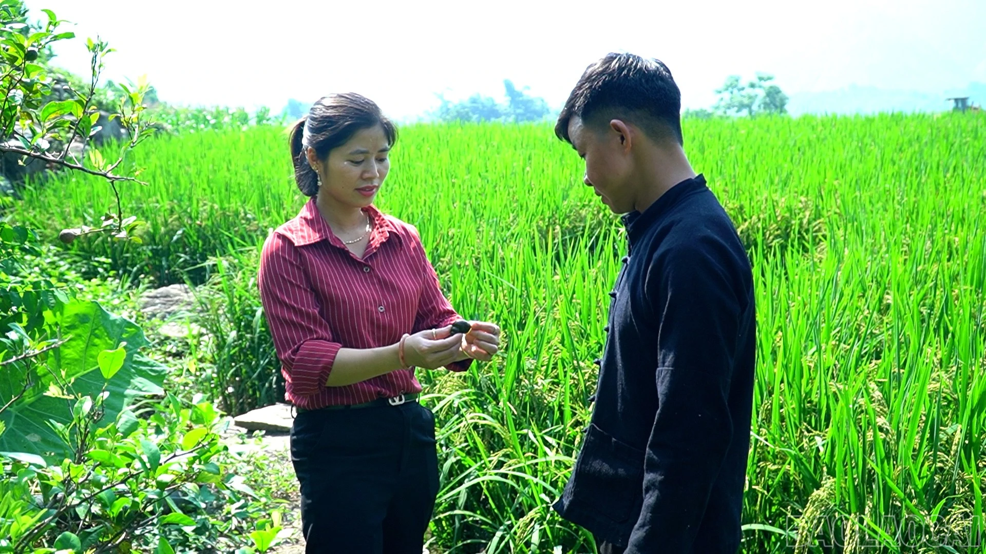 baolaocai-br_anh-4.jpg