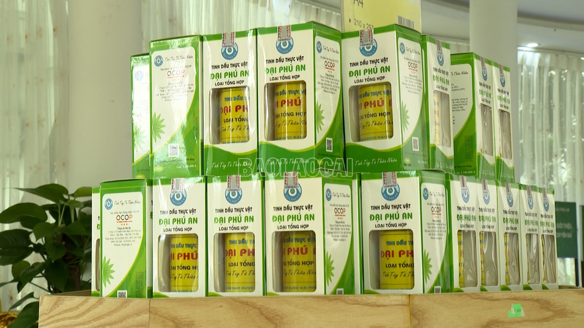 Tinh dầu thực vật Đại Phú An là một trong 3 sản phẩm tiềm năng đạt 5 sao cấp Quốc gia. baolaocai-c_bai-ca-gai-leo00-25-22-04still007.jpg