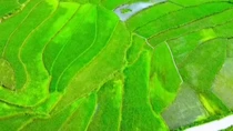 Bức tranh cánh đồng lúa Séng cù lớn nhất Lào Cai