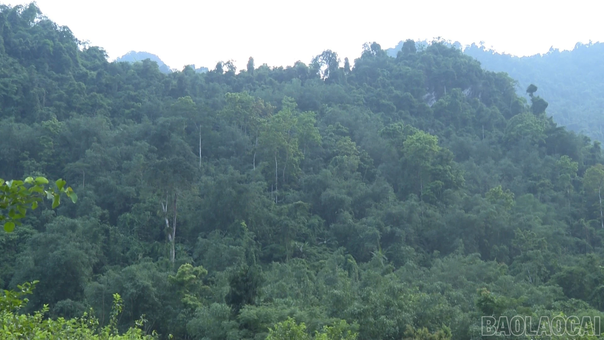 baolaocai-br_anh-14.jpg