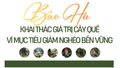Bảo Hà khai thác giá trị cây quế vì mục tiêu giảm nghèo bền vững