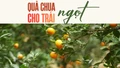Quả chua cho “trái ngọt”