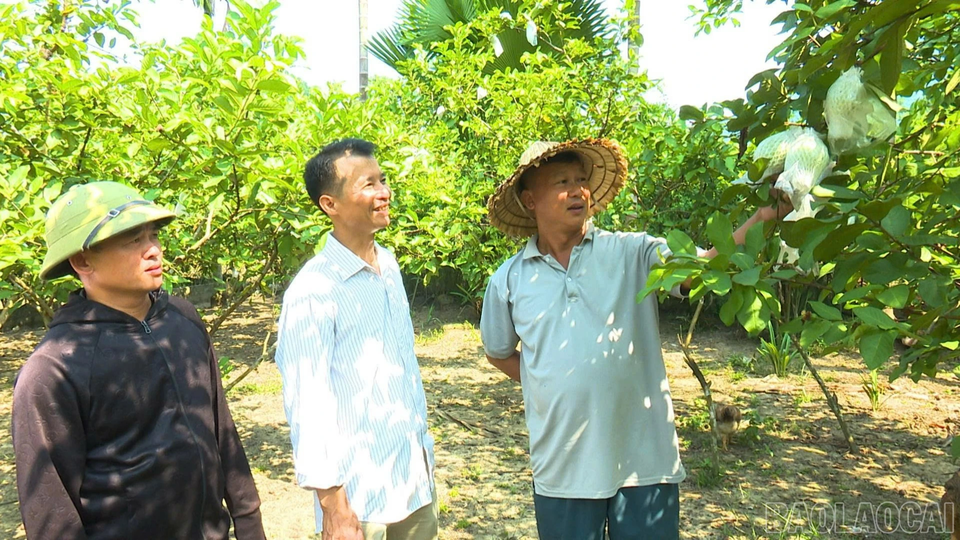 baolaocai-br_tham-mo-hinh-317-7273.jpg