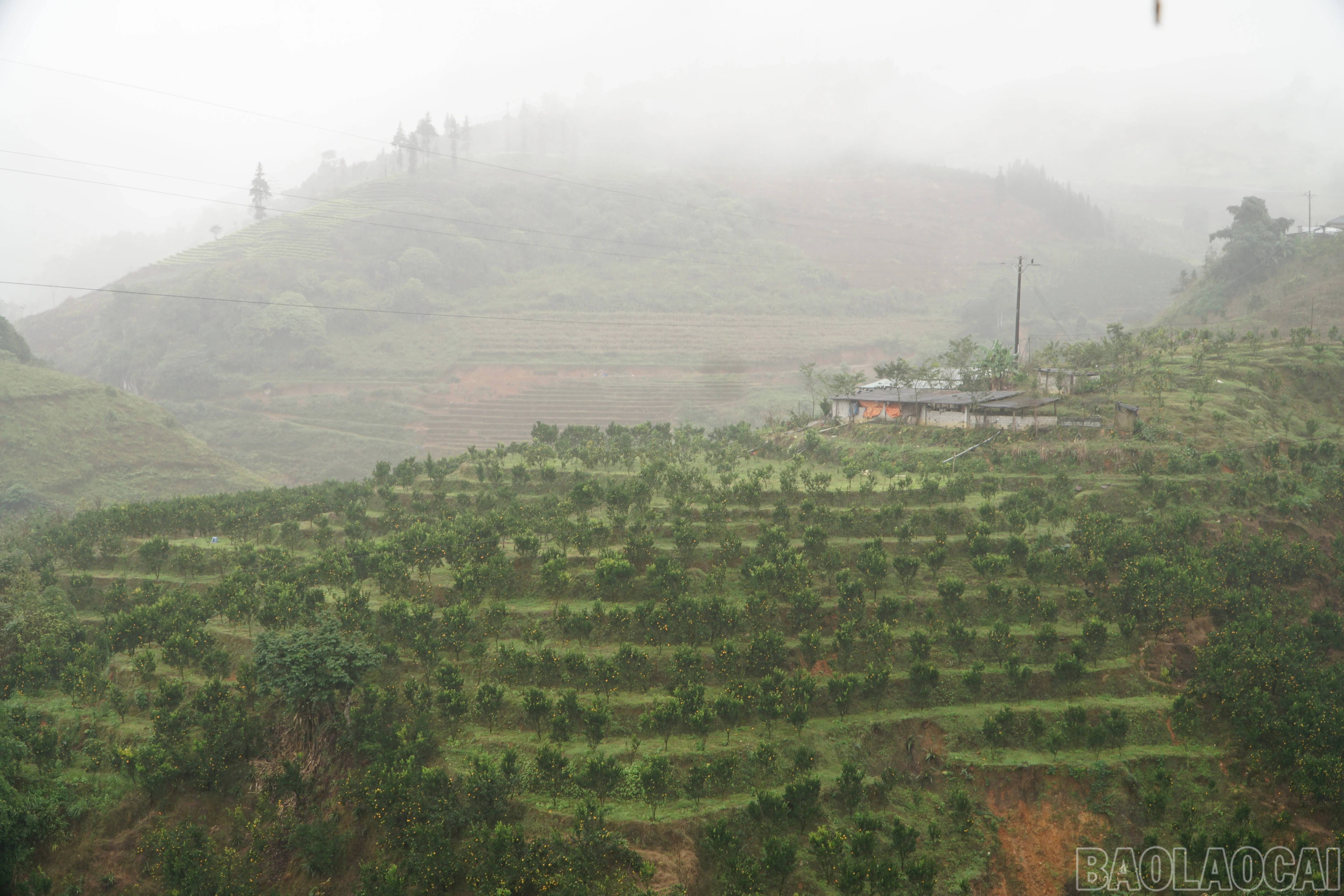 baolaocai-br_save-20260318-153255.jpg