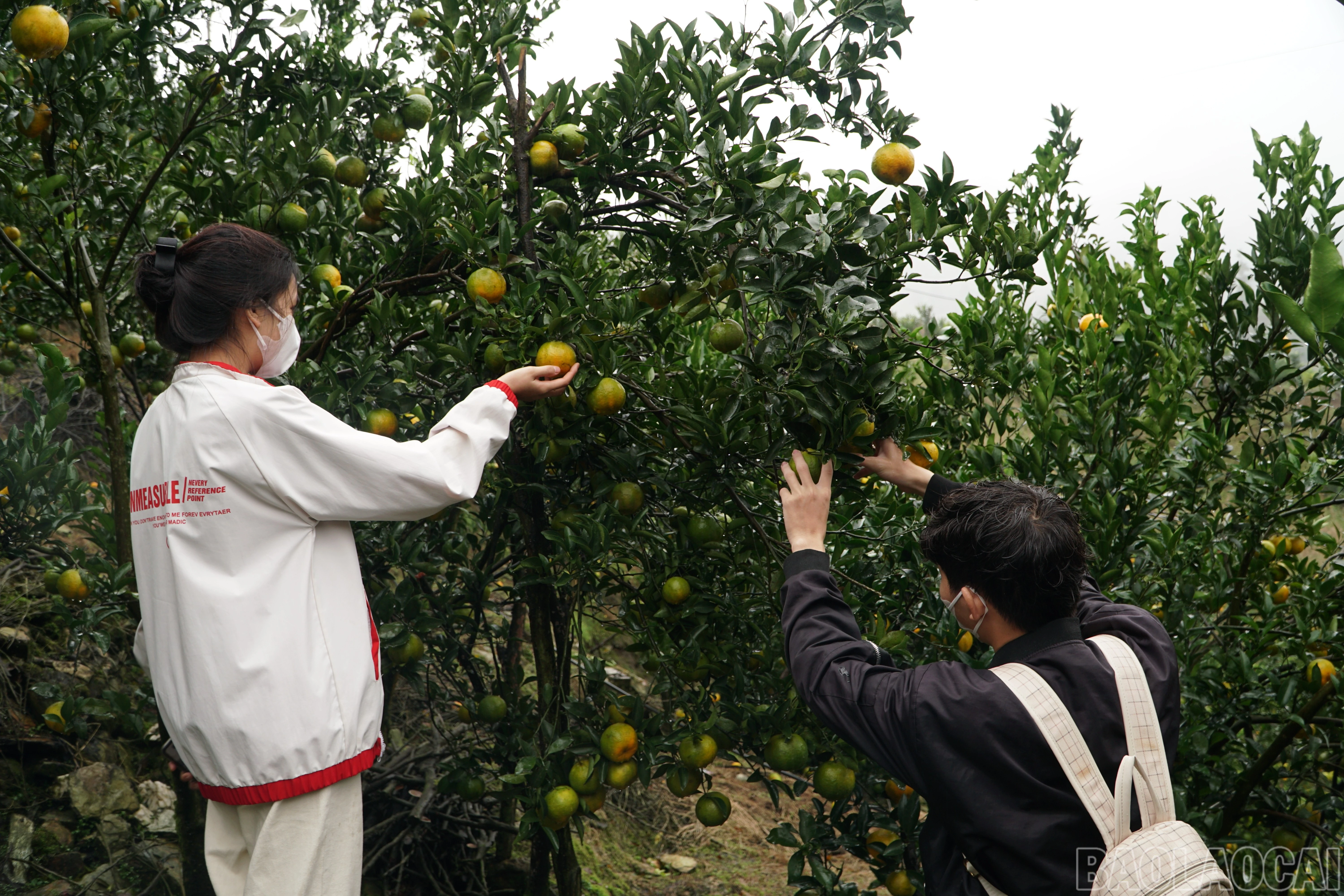 baolaocai-br_save-20260318-153246.jpg