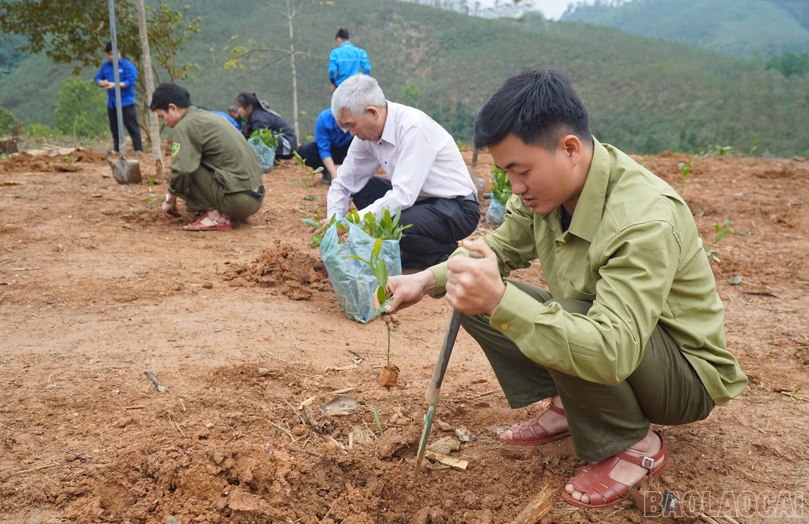 baolaocai-br_trong-rung1.jpg