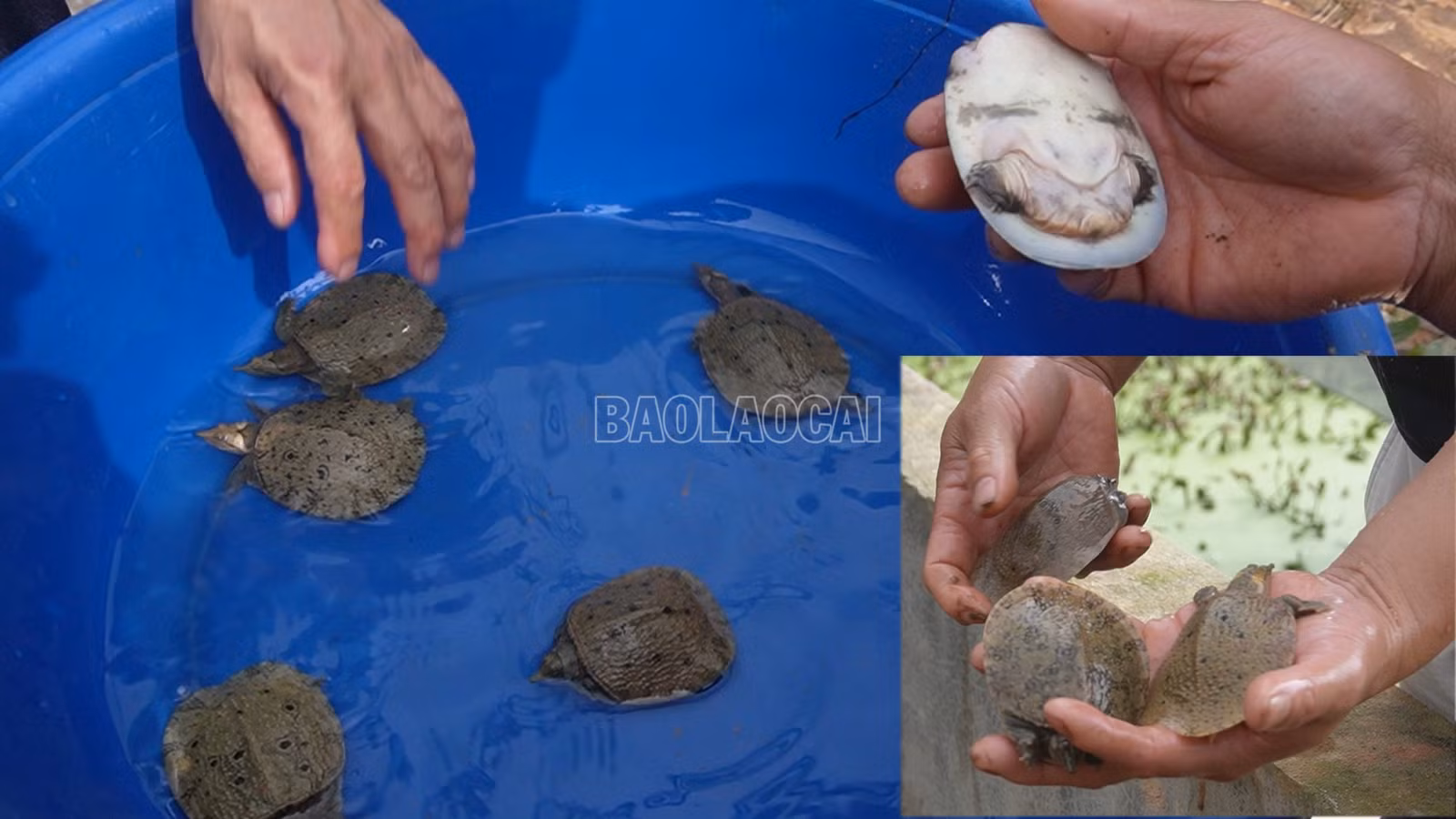 baolaocai-c_baba6.jpg