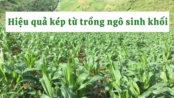 Hiệu quả kép từ trồng ngô sinh khối