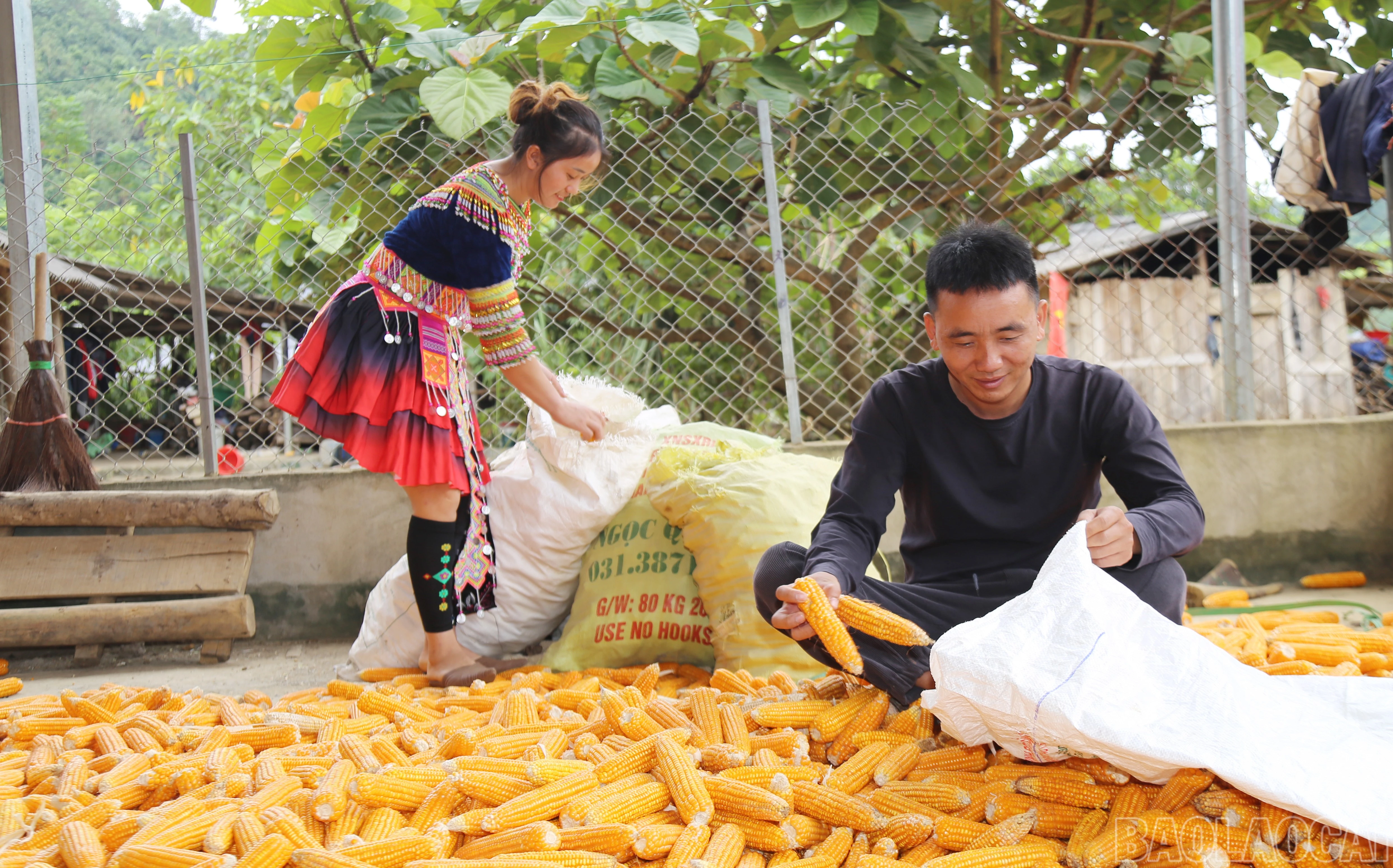 baolaocai-br_img-1698.jpg