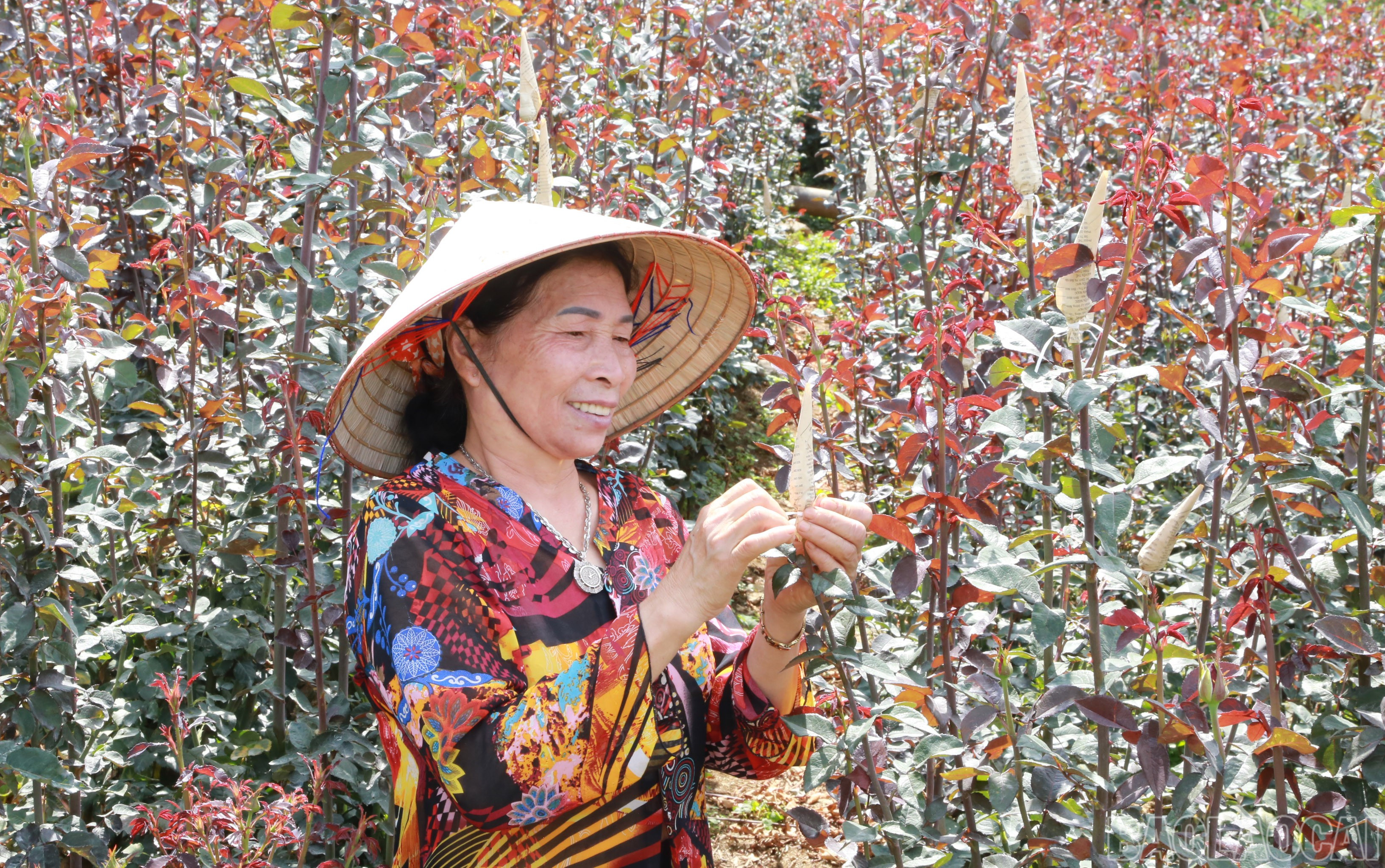 Phụ nữ thị xã Sa Pa với nghề trồng hoa mang lại thu nhập ổn định. baolaocai-br_img-9848.jpg