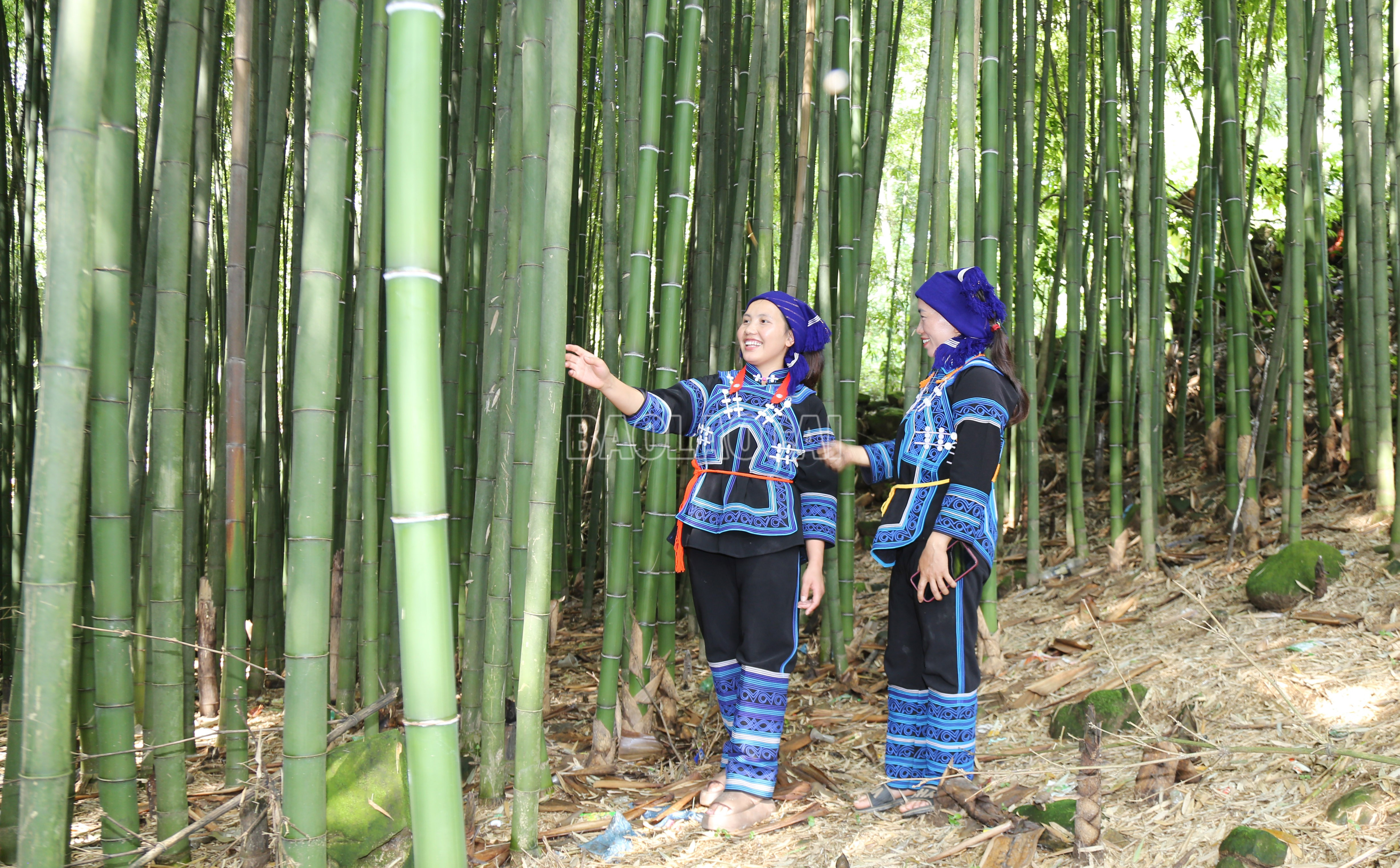 Những đồi trúc trở thành một phần không thể thiếu trong đời sống người dân nơi đây. baolaocai-c_img-9478.jpg