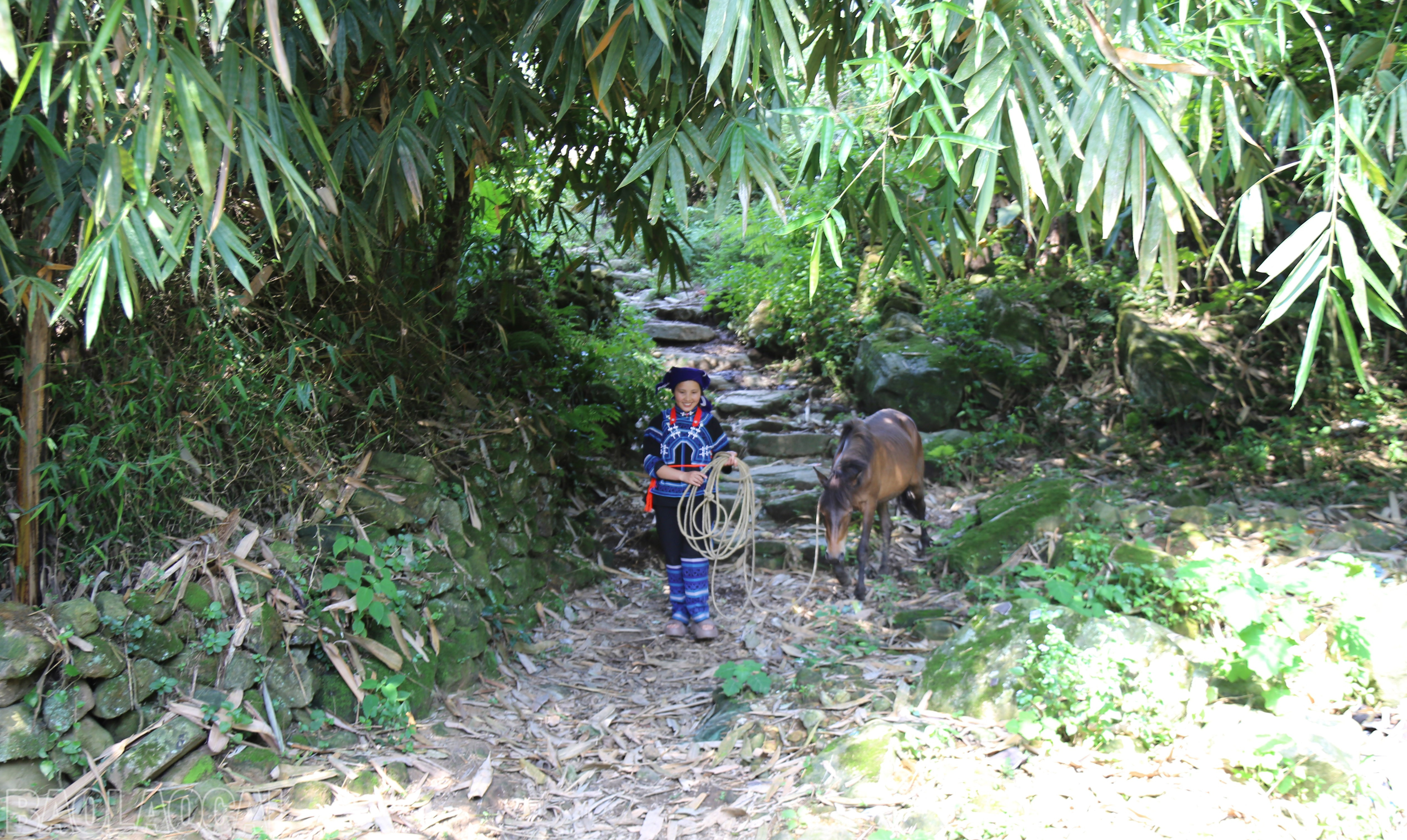 Hình ảnh đời thường của đồng bào Hà Nhì bên đồi trúc xanh tốt. baolaocai-bl_img-9554.jpg