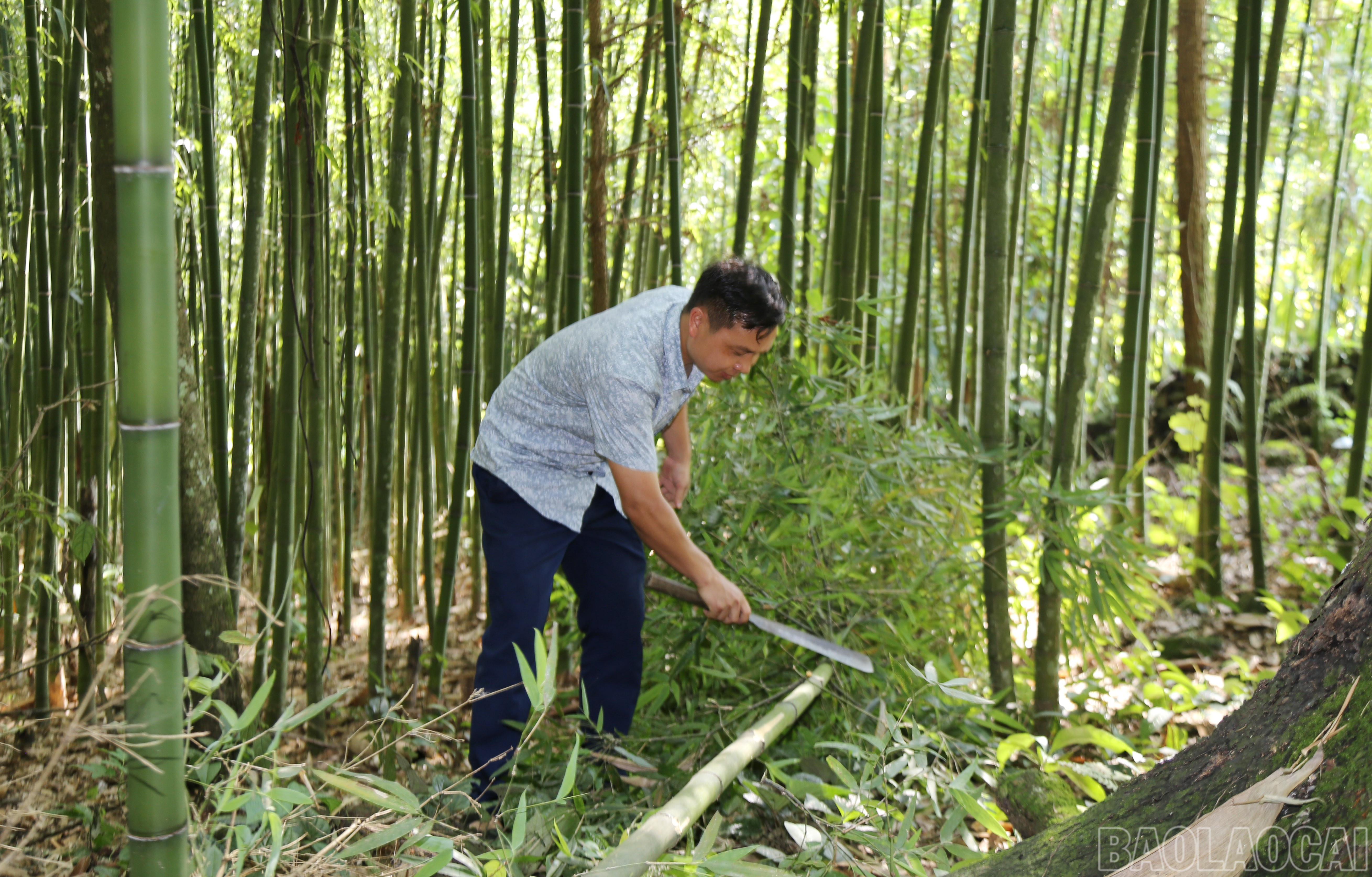 Không chỉ tạo cảnh quan thiên nhiên tươi đẹp, đồi trúc còn phục vụ hoạt động sinh hoạt của người dân. baolaocai-br_img-9591.jpg