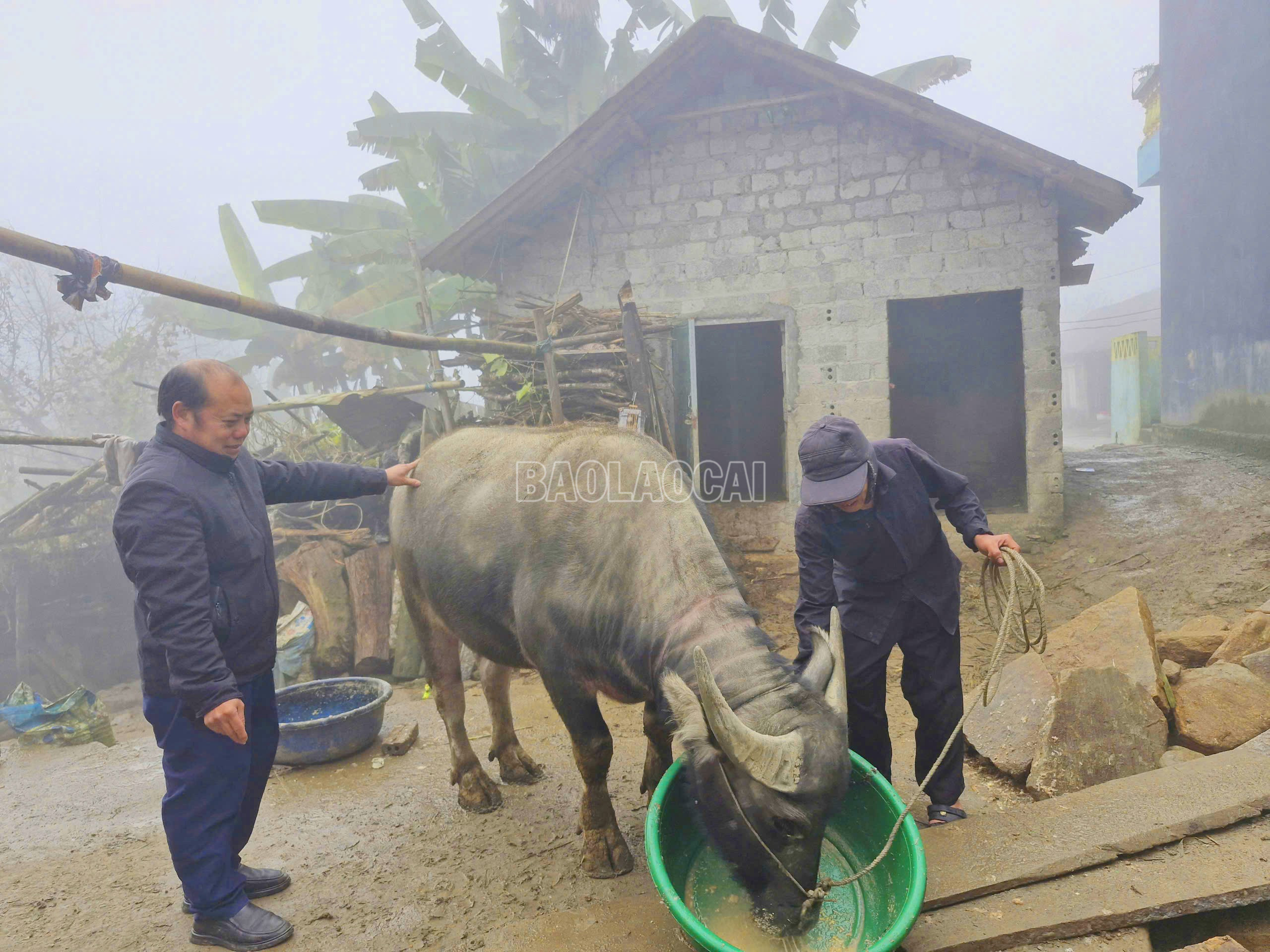 Cán bộ xã Y Tý xuống thôn kiểm tra, thăm nắm công tác phòng, chống rét cho trâu, bò trong mùa đông. baolaocai-c_5.jpg