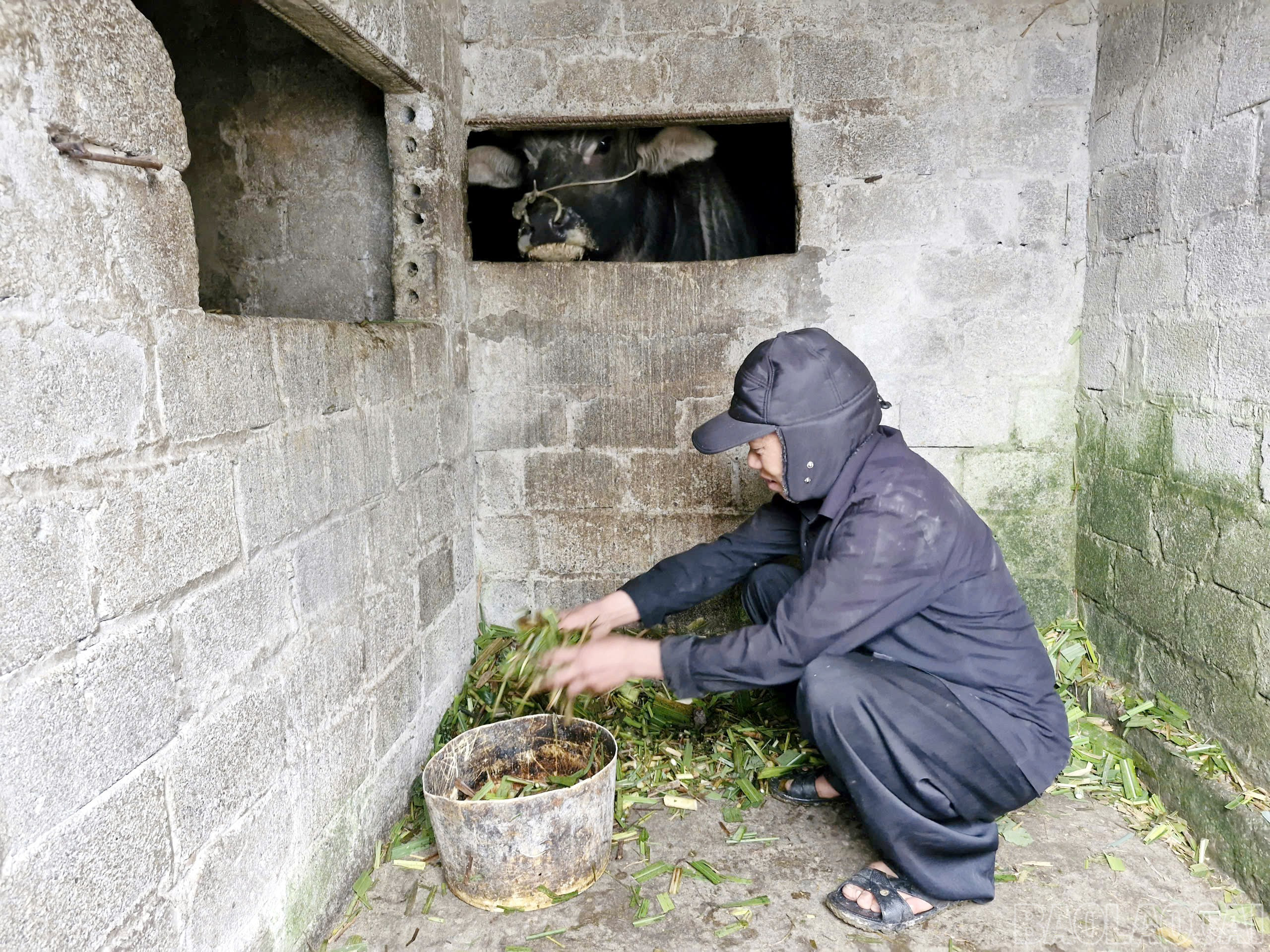Ông Sùng A Quả băm cỏ voi cho trâu ăn trong những ngày giá lạnh. baolaocai-br_3.jpg