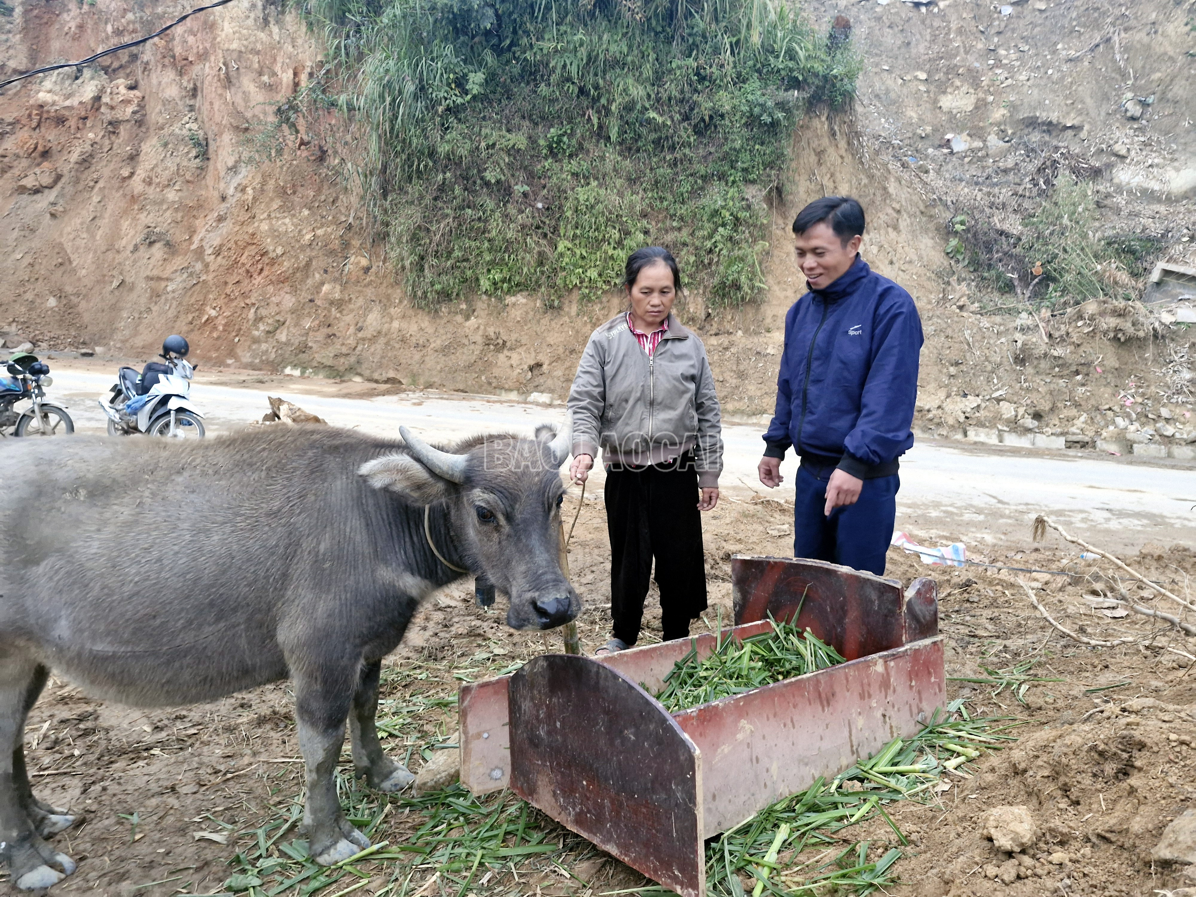 Người dân bị thiệt hại do mưa lũ tại xã A Lù quan tâm chăm sóc trâu được hỗ trợ để phát triển kinh tế gia đình. baolaocai-c_10.jpg