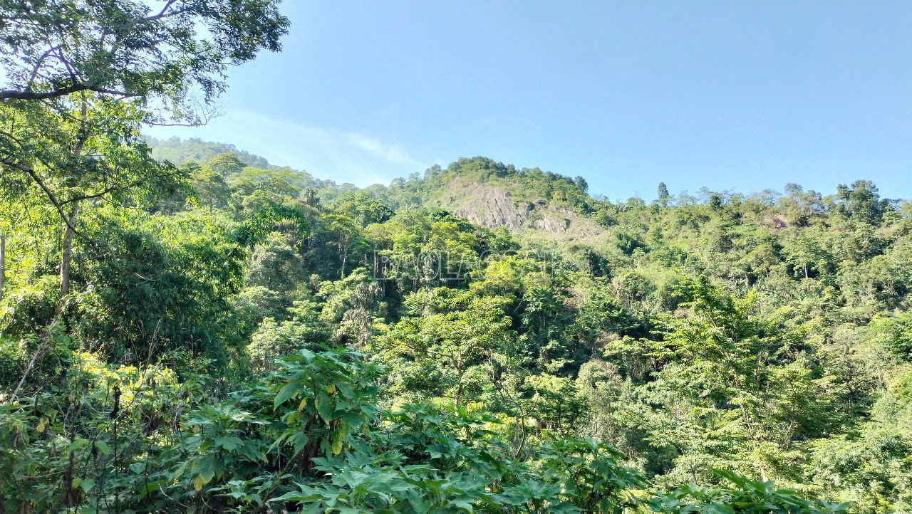 Thôn Sải Duần, xã Phìn Ngan có 127 ha rừng cộng đồng do tập thể cộng đồng thôn quản lý, trong đó có 2 ha là khu rừng thiêng, rừng cấm của thôn, gọi là “rừng chía”, không ai được xâm phạm. baolaocai-c_2.jpg