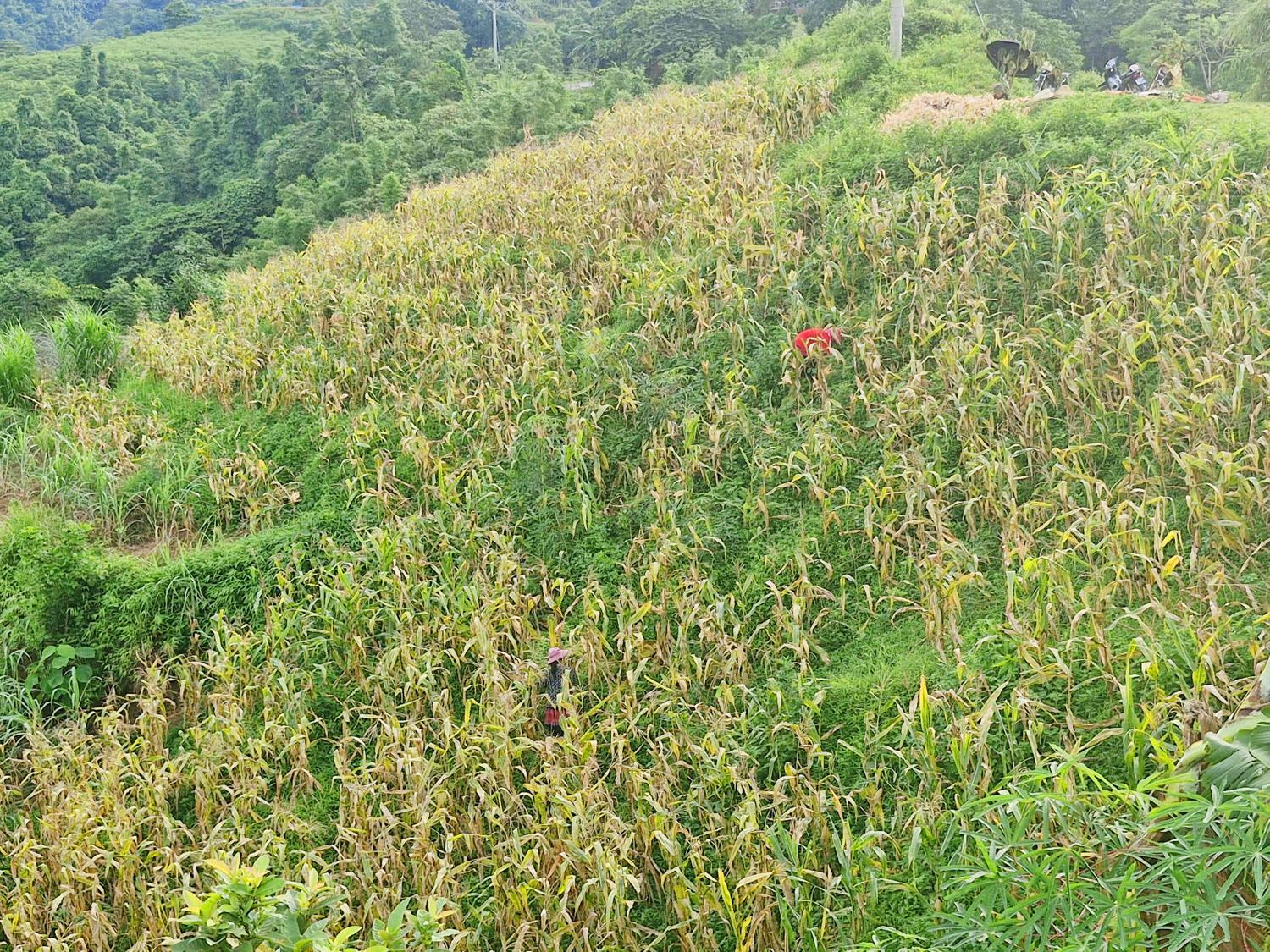 Mỗi năm, nông dân toàn tỉnh trồng trên 30.000 ha ngô, trong đó, ngô vụ mùa trên 20.000 ha. Cuối mùa hè, đầu mùa thu, những nương ngô vào mùa thu hoạch, lá và bắp chuyển sang màu vàng, đồng bào vùng cao khẩn trương lên nương thu hoạch ngô. 1.jpg