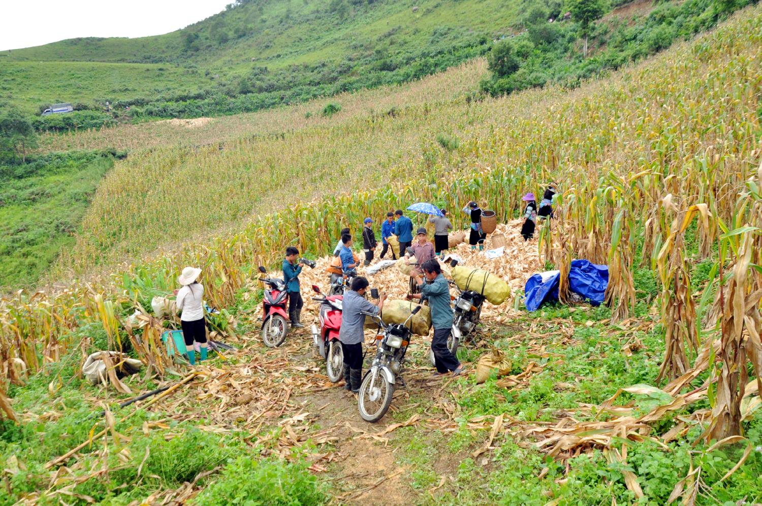 Các huyện Mường Khương, Bắc Hà, Si Ma Cai, Bát Xát có diện tích ngô lớn. Sau khi thu hoạch ngô, nhiều hộ dân tự dùng xe máy chở về nhà. 6.2.JPG