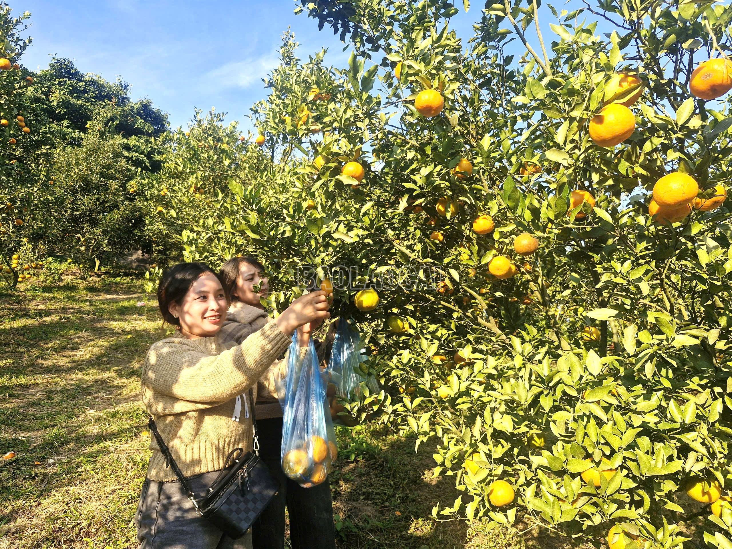 De mandarijnenboomgaarden in het dorp Cua Cai trekken toeristen aan die ze komen bezoeken en bewonderen. baolaocai-c_1.jpg