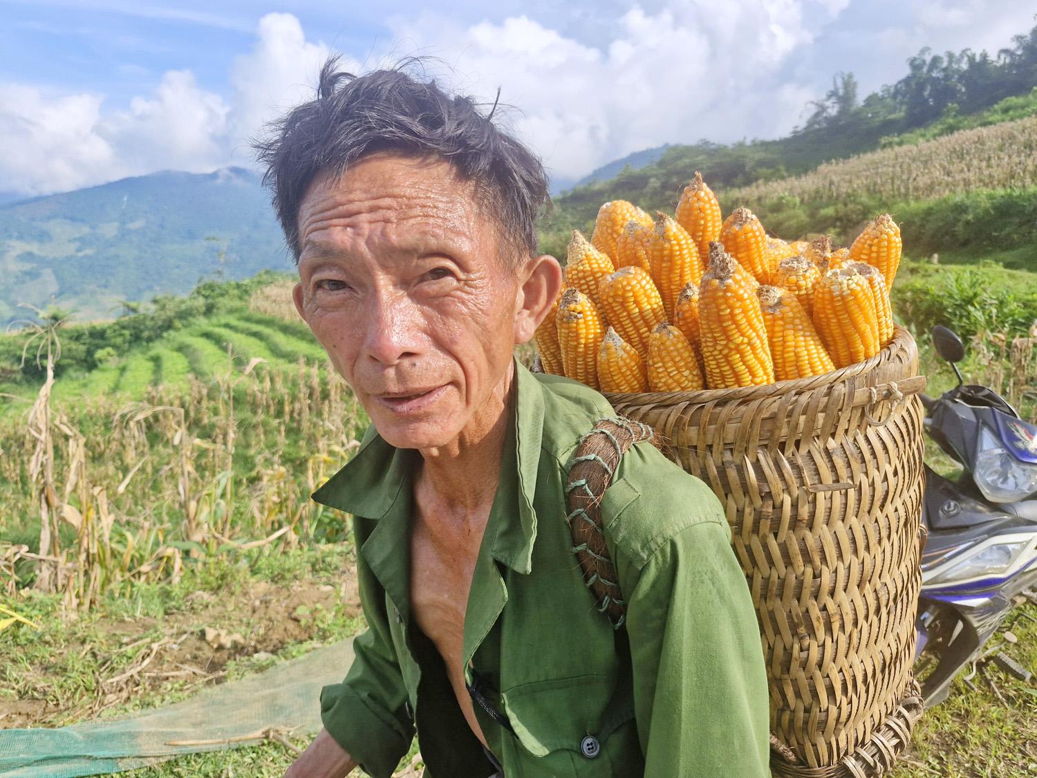 Đối với những nương ngô ở gần nhà, bà con dùng gùi để vận chuyển ngô về nhà. Ngô năm nay cho bắp to và đều, nhiều hộ dân phấn khởi. 6.1.jpg