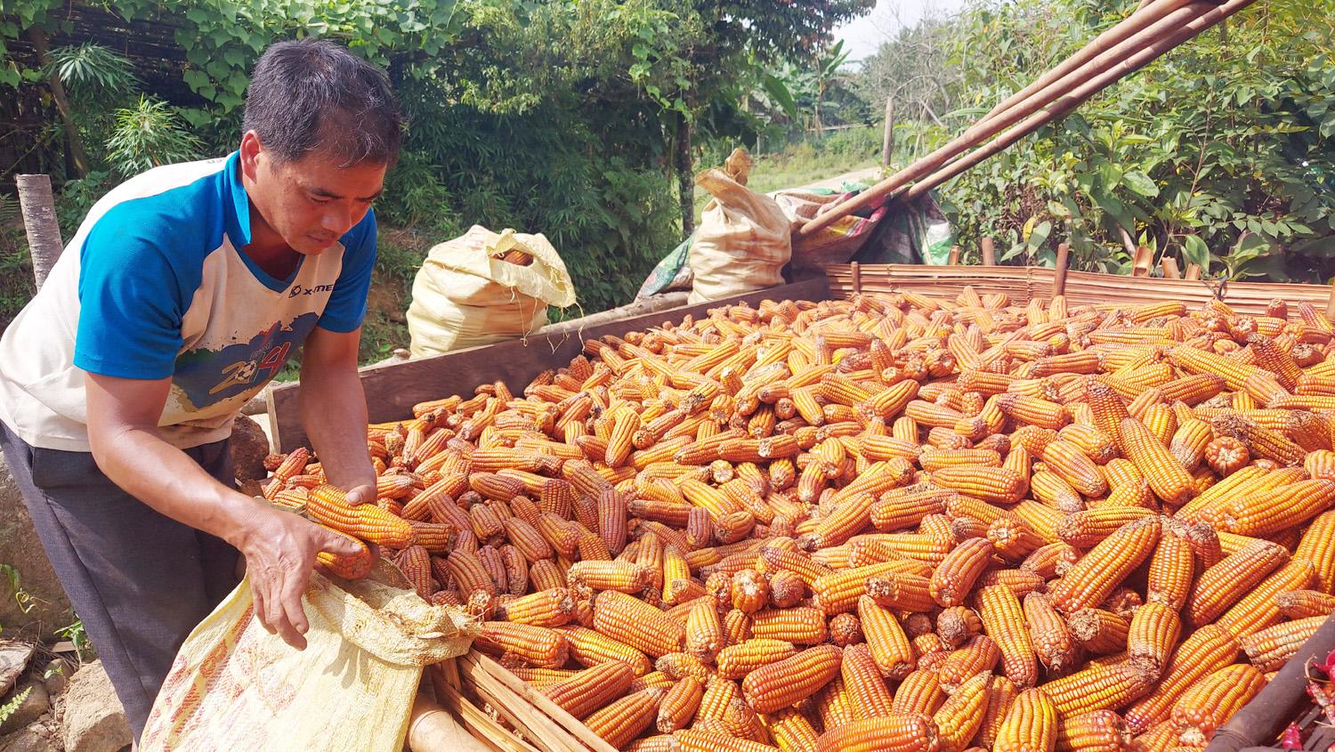 Những bắp ngô được sấy đảm bảo thời gian sẽ chuyển sang màu vàng đậm. Kiểm tra ngô đã khô hẳn, bà con cho ngô vào từng bao cất trữ làm thức ăn cho gia súc. 9.jpg