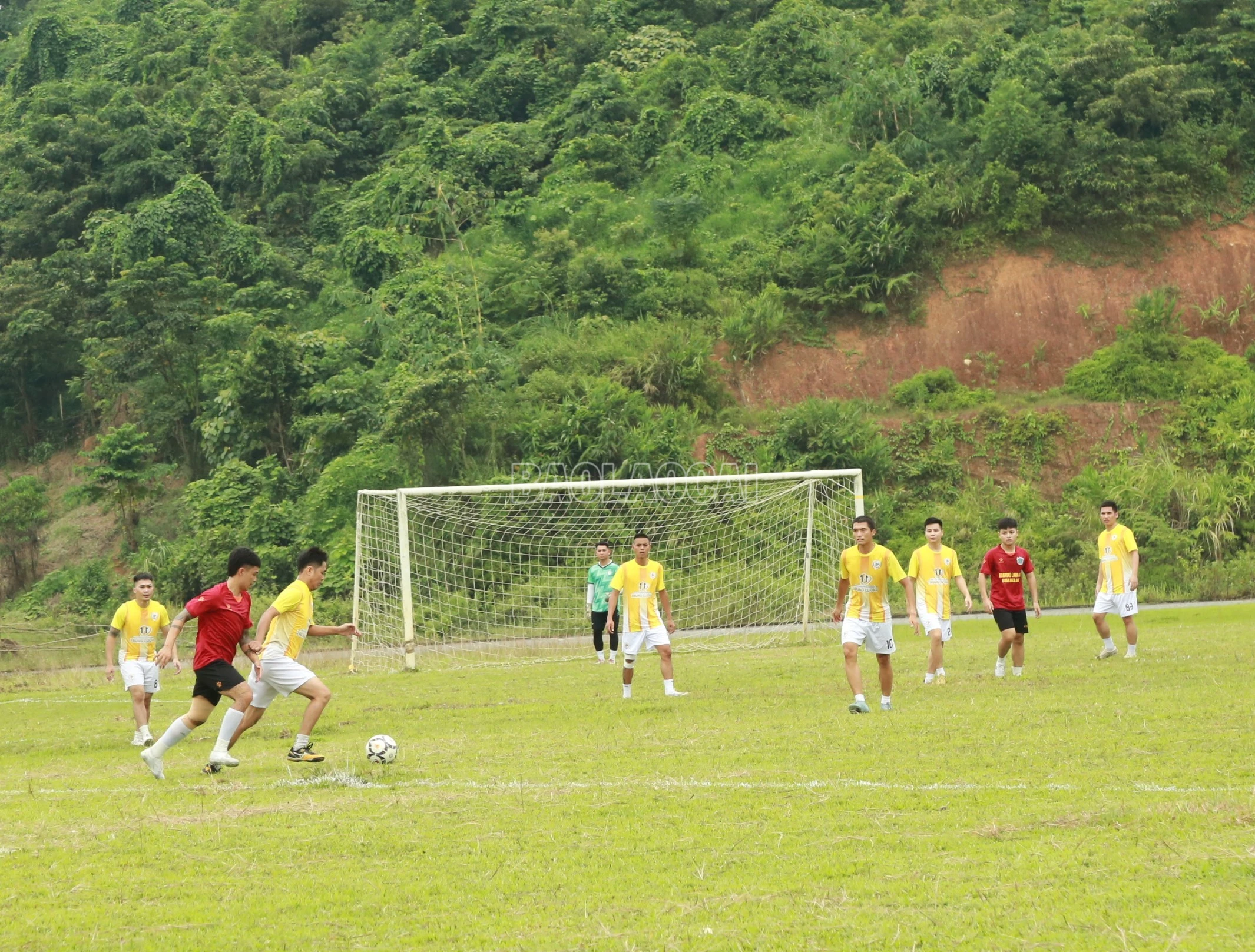 baolaocai-c_7-5203.jpg