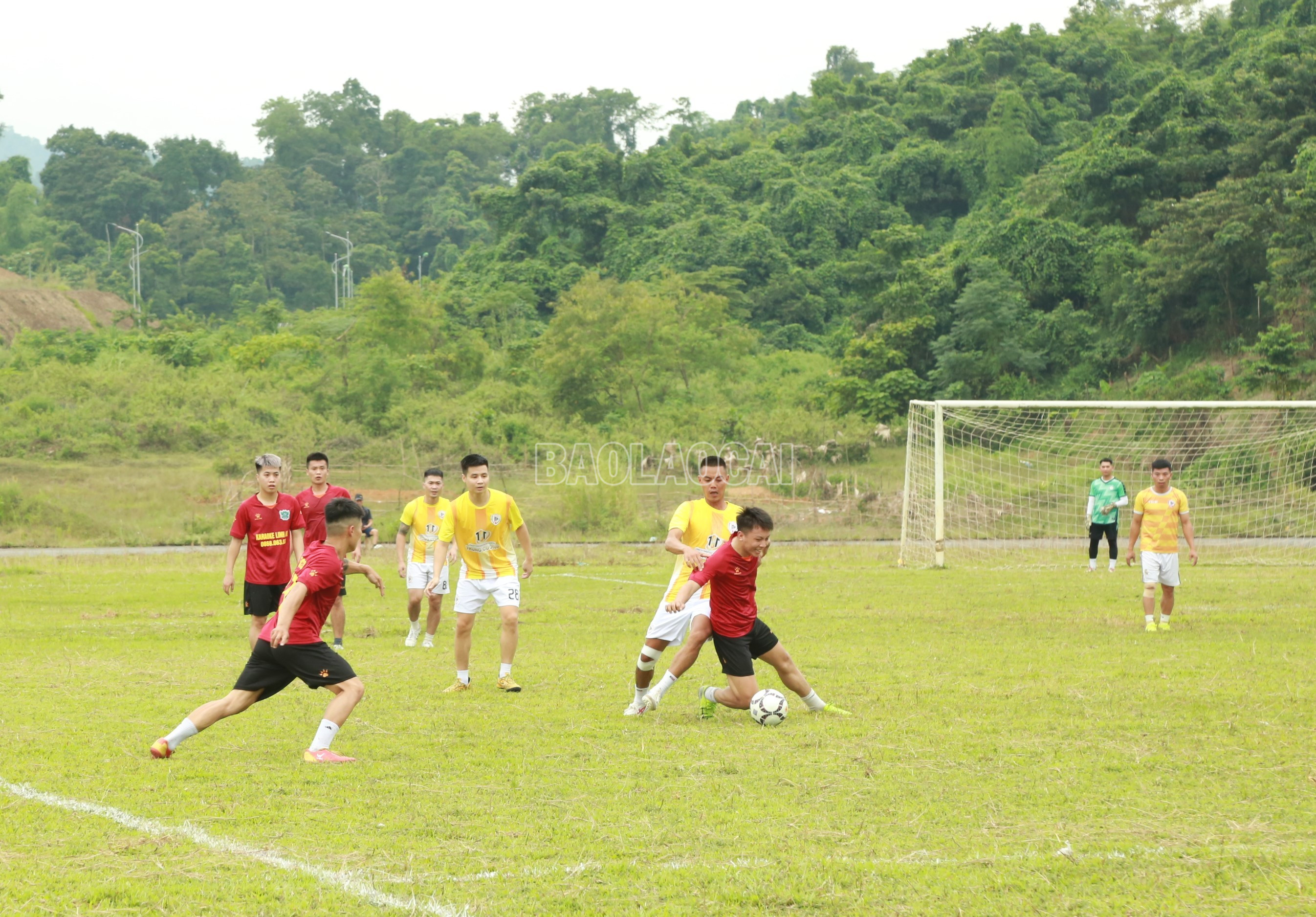 baolaocai-c_8.jpg