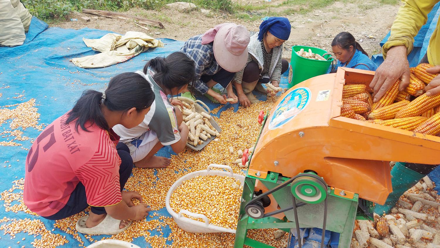 Các em nhỏ đang trong dịp nghỉ hè tập trung giúp gia đình thu hoạch ngô. 11.jpg