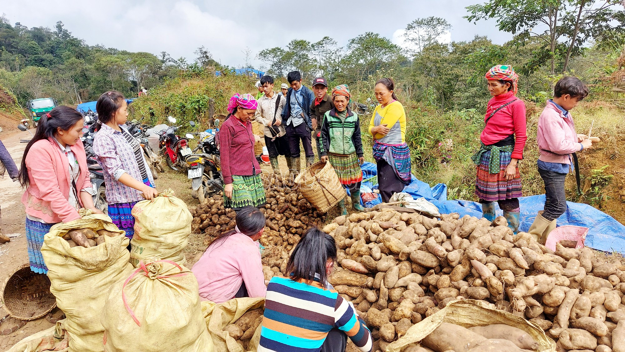 Người dân mong muốn tìm đầu ra ổn định cho củ sâm đất để yên tâm sản xuất. baolaocai-c_14.jpg