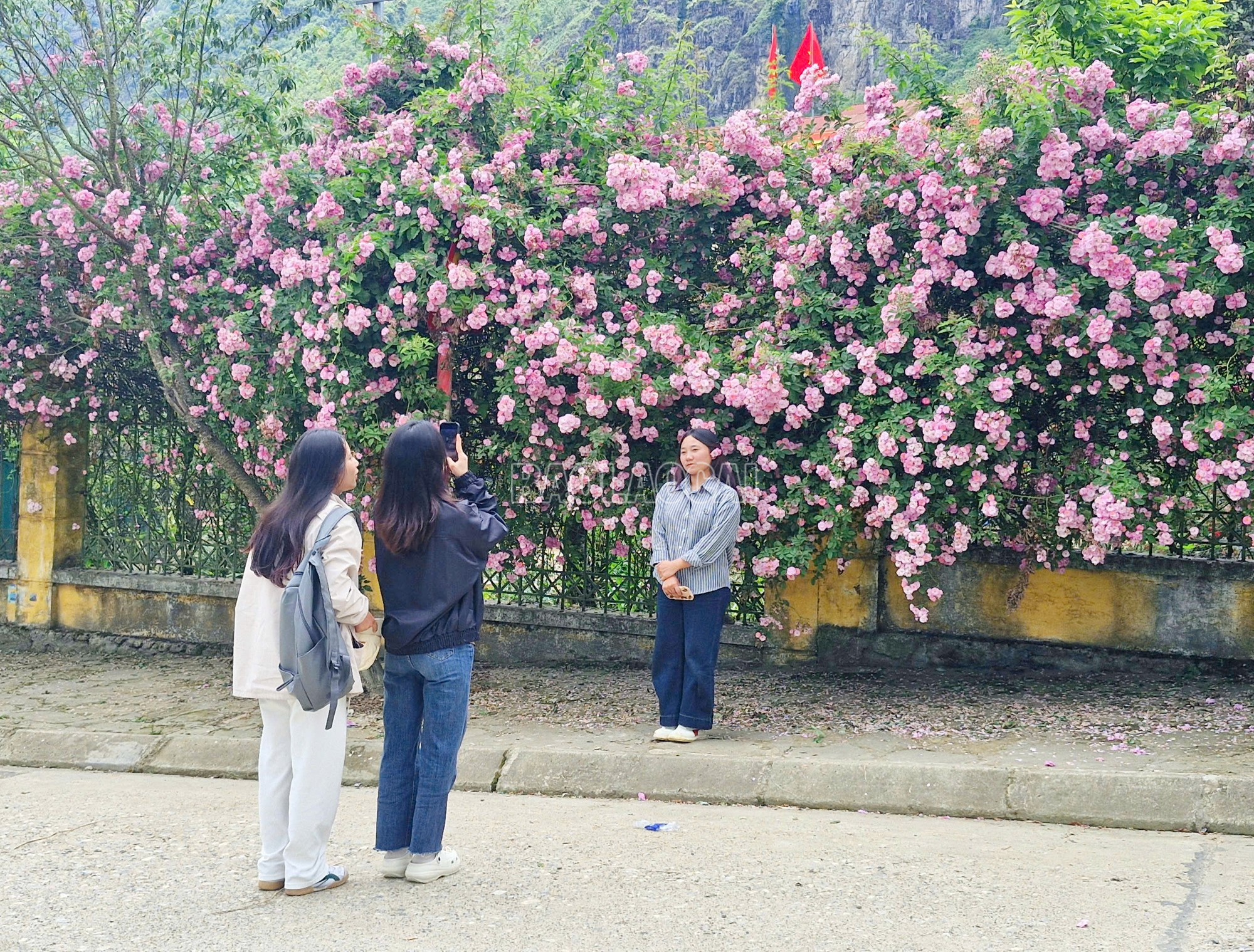 Mùa hoa tầm xuân nở rộ ở Y Tý thu hút nhiều du khách, nhất là các bạn trẻ đến ngắm hoa, chụp ảnh lưu niệm. baolaocai-c_7.jpg
